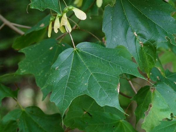 {Acer leucoderme}